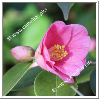 Camellia Hybrid 'Cornish Spring'