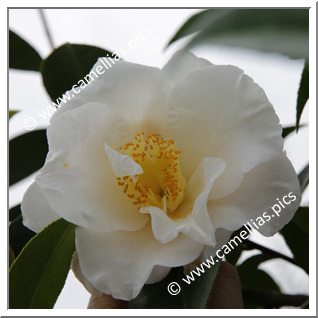 Camellia Japonica 'Coronation (US)'