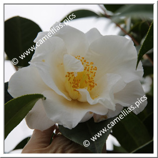 Camellia Japonica 'Coronation (US)'