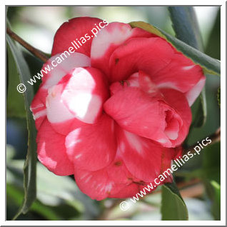 Camellia Japonica 'Corradino'