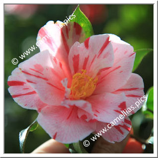 Camellia Japonica 'Corroboree'