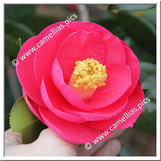 Camellia Hybride 'Côtes d'Armor'