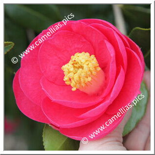 Camellia Hybrid 'Côtes d'Armor'