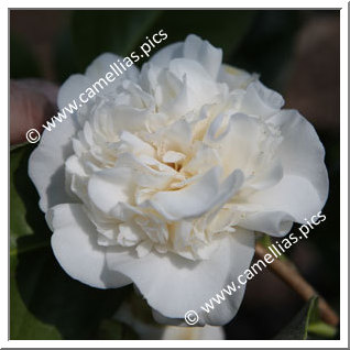 Camellia Japonica 'Cotton Tail'