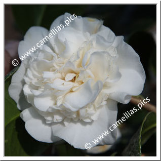 Camellia Japonica 'Cotton Tail'