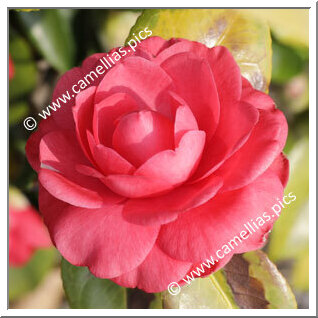 Camellia Japonica 'Countess of Belmore '