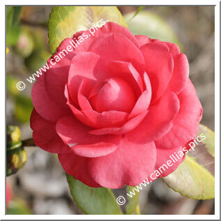 Camellia Japonica 'Countess of Belmore '