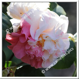 Camellia Japonica 'Countess of Derby'