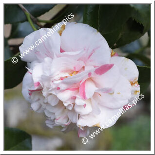 Camellia Japonica 'Countess of Derby'