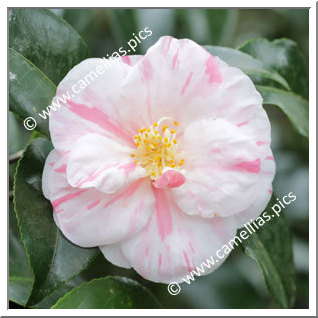 Camellia Japonica 'Courtesan'