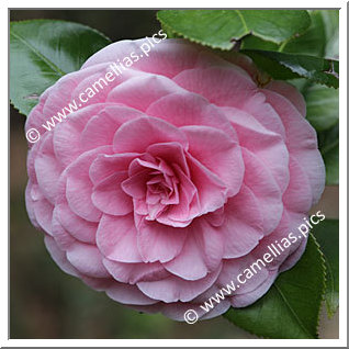 Camellia Japonica 'Cover Girl'