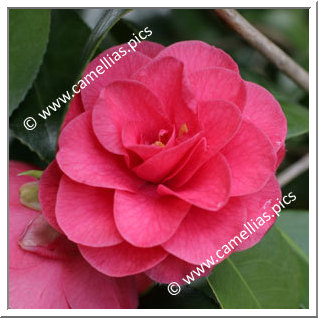 Camellia Japonica 'Covina'