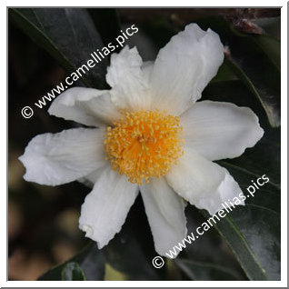 Camellia Botanique 'C. crapnelliana'