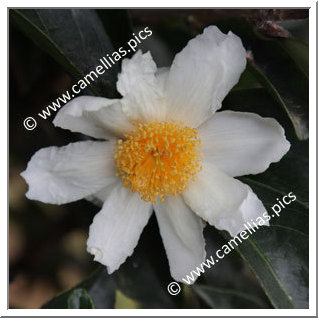 Camellia Species 'C. crapnelliana'