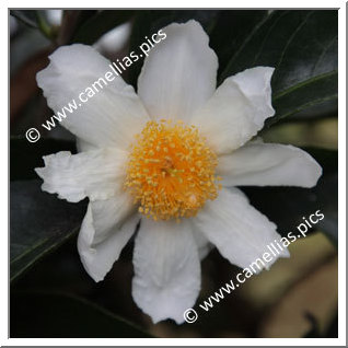 Camellia Botanique C. crapnelliana