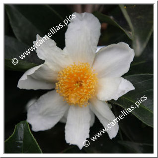 Camellia Botanique 'C. crapnelliana'