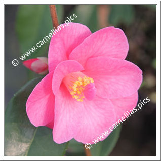 Camellia Hybrid 'Crimson Candles'