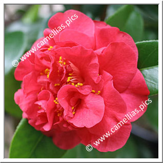 Camellia Japonica 'Crimson Glory'