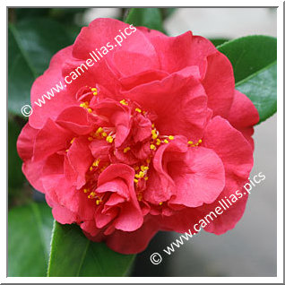 Camellia Japonica 'Crimson Glory'