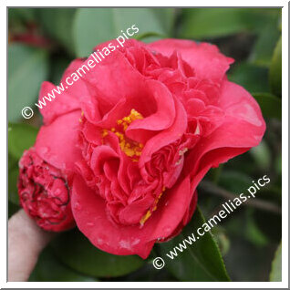 Camellia Japonica 'Crimson Glory'