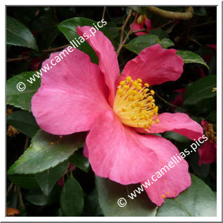 Camellia Sasanqua 'Crimson King'