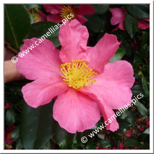 Camellia Sasanqua 'Crimson King'