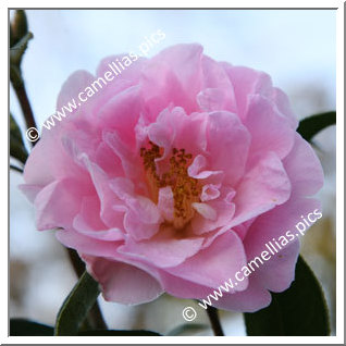 Camellia Hybride C.x williamsii 'Crinkles'