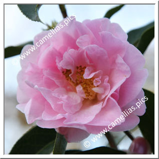 Camellia Hybrid C.x williamsii 'Crinkles'