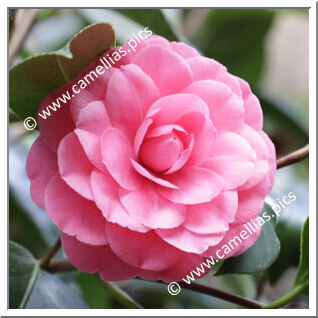 Camellia Japonica 'Cristoforo Colombo'