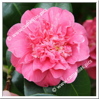 Camellia Japonica 'Lady Mary Cromartie'