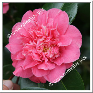 Camellia Japonica 'Lady Mary Cromartie'