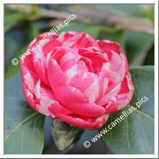 Camellia Japonica 'Cruciata'