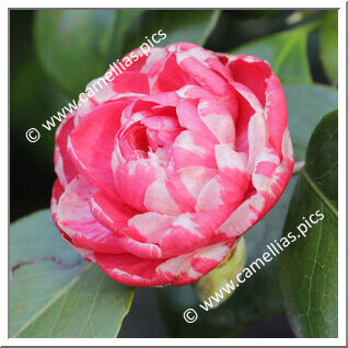 Camellia Japonica 'Cruciata'