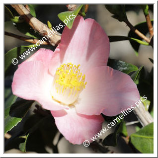 Camellia Hybride C.x williamsii 'Cupcake'