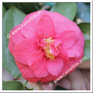 Camellia Japonica 'Curly Lady'