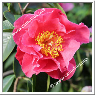 Camellia Reticulata 'Curtain Call'