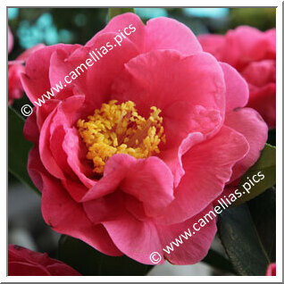 Camellia Reticulata 'Curtain Call'