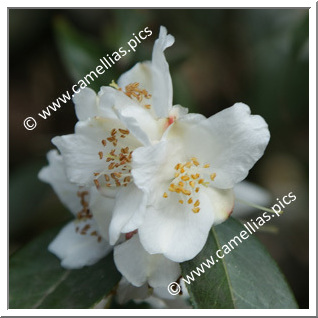 Camellia Botanique 'C. cuspidata'