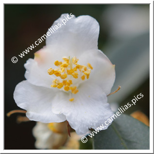 Camellia Botanique 'C. cuspidata'