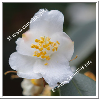 Camellia Species 'C. cuspidata'