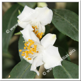 Camellia Botanique 'C. cuspidata'