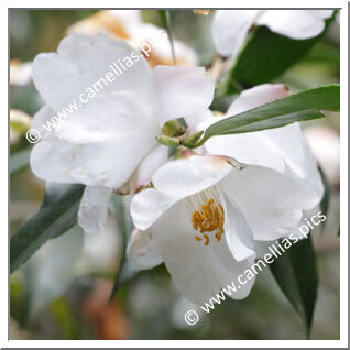 Camellia Species 'C. cuspidata var. grandiflora'