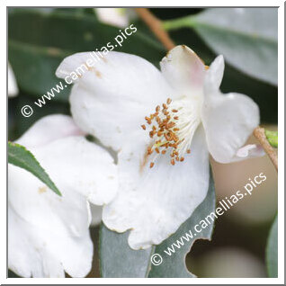 Camellia Species C. cuspidata var. grandiflora