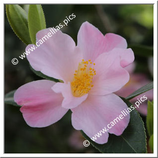 Camellia Hybrid 'Dagmar Berghoff'