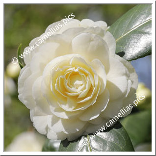 Camellia Japonica 'Dahlohnega'