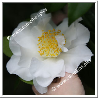 Camellia Japonica 'Daijôkan'