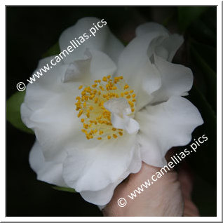 Camellia Japonica 'Daijôkan'