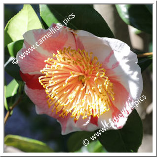 Camellia Higo Camellias 'Daikanhô'