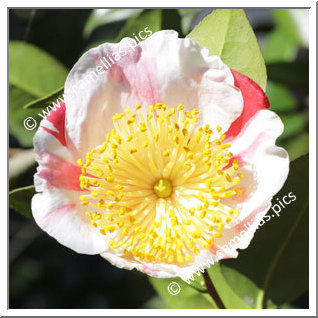 Camellia Higo Camellias 'Daikanhô'