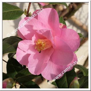 Camellia Hybride C.x williamsii 'Daintiness'